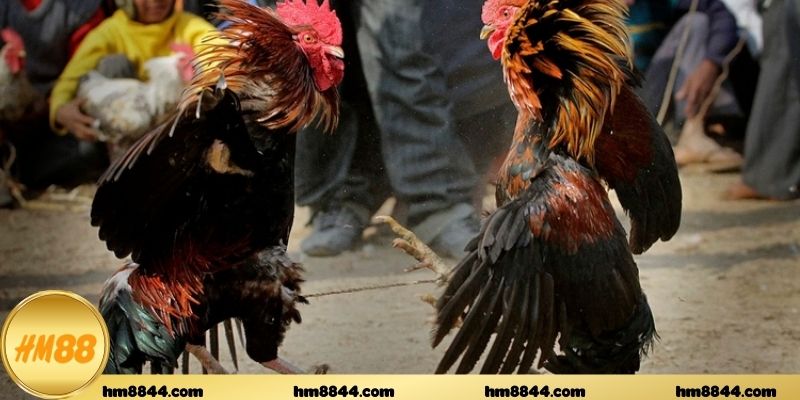 Tìm hiểu xu hướng phát triển của đá gà cựa sắt